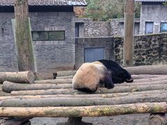 -都江堰中华大熊猫苑