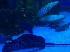 -芜湖新华联大白鲸海洋公园