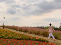 -杭州湾海上花田景区