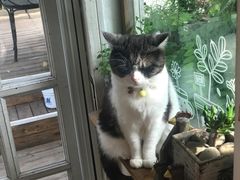 -海边的猫和咖啡馆