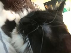 -猫色咖啡·猫咖