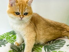 -青奢宠物·青奢猫舍