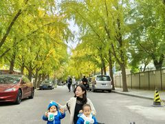 -三里屯东五街银杏大道