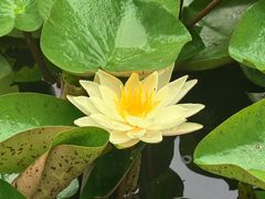 -陈家山荷花公园