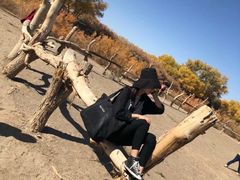 -金塔沙漠胡杨林景区