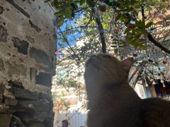 -喵屿·大理花园猫咖