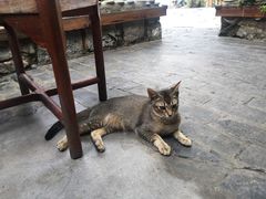 -喵屿·大理花园猫咖