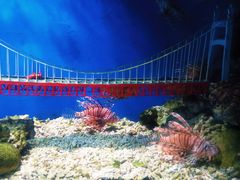 -太平洋海底世界