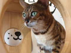 -喵匠猫主题咖啡(凯德和平广场店)