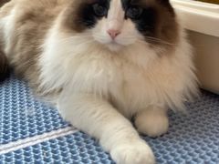 -Catmate·猫肥家润(金润铂宫店)
