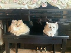 -猫大福·Fortune Cat猫舍(百子湾店)