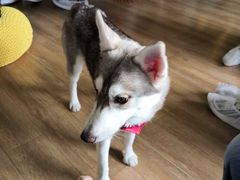 -Husky Go! 哈士奇体验馆·宠物咖啡厅狗咖