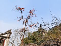 -老张烤羊(王哥庄店)