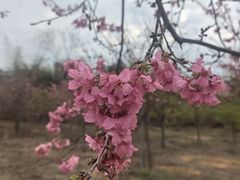 -天适樱花悠乐园
