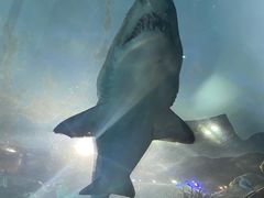 -瑞普利水族馆