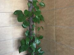 -维园港式茶餐厅(龙岗盛平店)