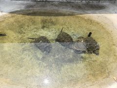 -太阳部落