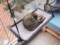 -有猫主题·治愈系猫咖(曾厝垵店)