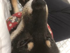 -柴务处·柴犬主题狗咖