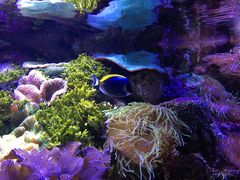 -悉尼海洋生物水族馆