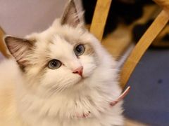-猫咪派对(江南西店)