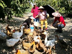 -樂桃源奉贤黄桃种植采摘基地