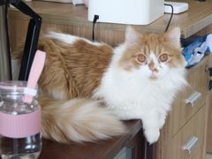 -纳吉亚猫专科动物医院博雅分院
