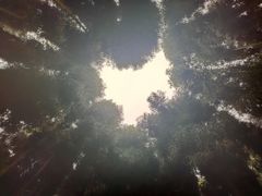 -武陵山森林公园