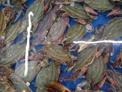-日照大牌檔•小船海鲜(万平口店)