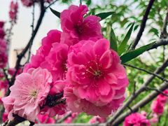 -桃花堤公园