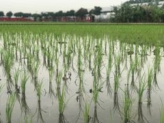 -迪茵湖田家舍生态农场