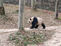 -都江堰中华大熊猫苑