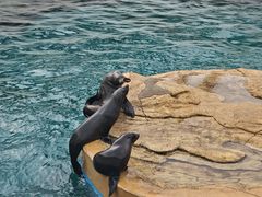 -秦皇岛乐岛海洋王国