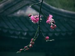 -八大山人梅湖景区