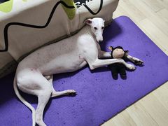 -小肥羊·回转小火锅(上海正大乐城店)