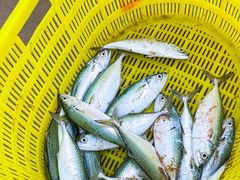 -三亚海棠湾万丽度假酒店