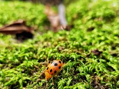 -云岫谷游猎自然风景区