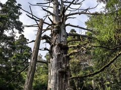 -天目山大树王景区