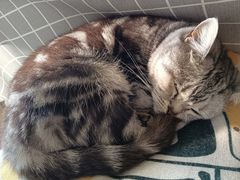 -海边的猫和咖啡馆