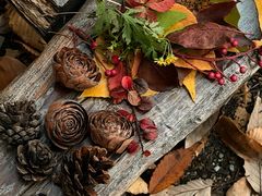 -国家植物园南园