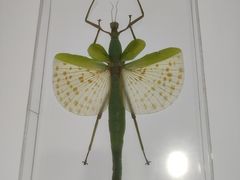 -上海昆虫博物馆