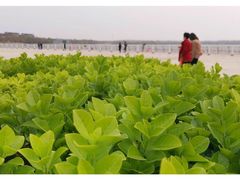 -武清南湖绿博园