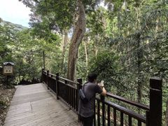 -西双版纳原始森林公园