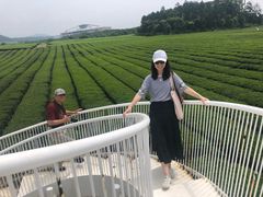 -雪绿茶博物馆