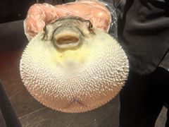 -肆月河豚·新淮扬菜·烤鸭(中关村店)