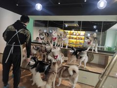 -Husky Go! 哈士奇体验馆·宠物咖啡厅狗咖