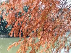 -深圳仙湖植物园