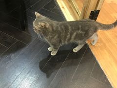 -猫色咖啡·猫咖