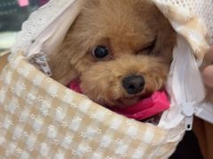 -FAELING PETS美天灵宠物(富力广场店)