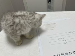 -东莞宠友24H宠物中心医院·转诊夜诊·异宠(新河北路院)